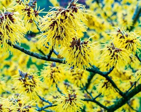 Yellow flowers of witch hazel in bloom