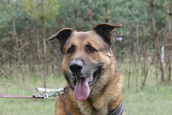 Felix - Voříškov ♣ - ADOPTOVANÝ - Home4Pets