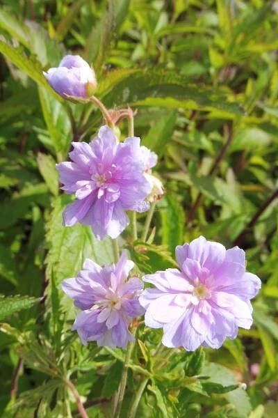 Geranium pratense " Summer Skies " ® - kakost Zahradnictví Krulichovi - zahradnictví, květinářství, trvalky, skalničky