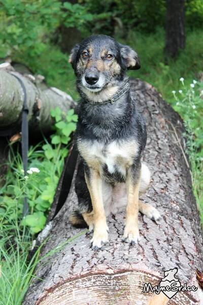 KIKI – 6 rokov / sučka