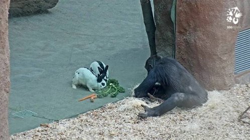 VIDEO: Ve ztichlé Zoo Praha návštěvníky u goril nahradili králíci