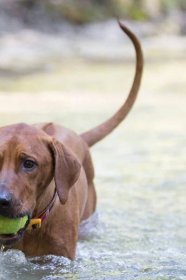 7 Things You Think Are Good for Your Pet but Really Aren't