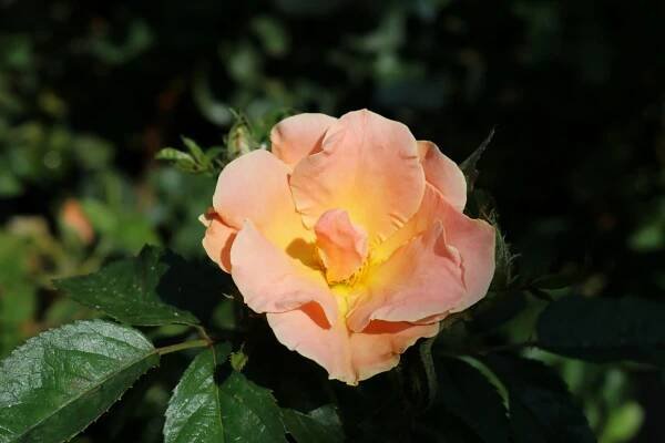 General 1 — San Gabriel Nursery & Florist
