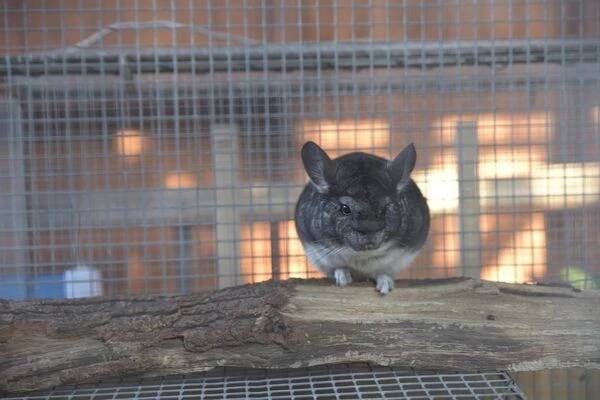 Fauna park foto 5