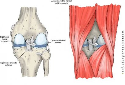 Knee | Pathologies | Arthroscopic Surgery Unit