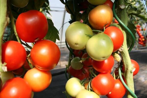 Motýl Chloridea virescens – riziko nejen pro pěstování zeleniny