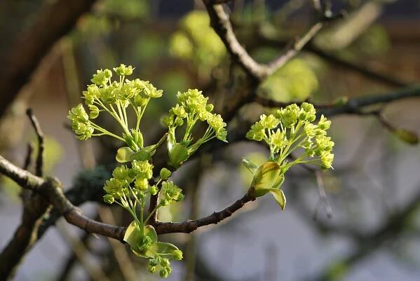Javor mléč Dissectum (Acer platanoides)