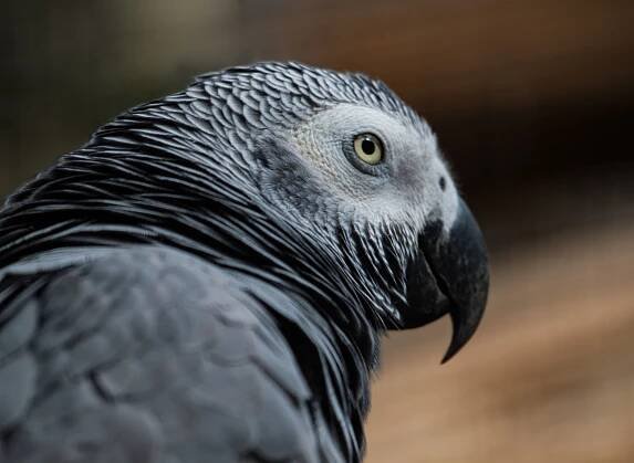 African grey parrot (Psittacus erithacus)