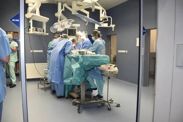 Unikátní letní škola v Plzni: Medici operují přeštíky! Prasátka jsou skoro jako lidé