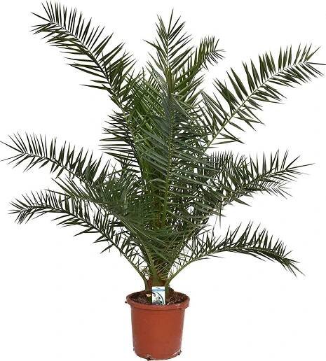 Datlovník kanárský 120-150 cm - Phoenix canariensis - Fénixova palma