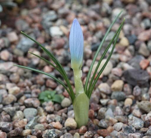 Crocus baytopiorum