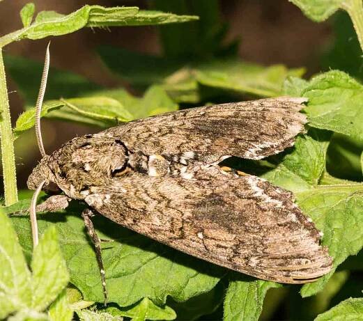 Hawk moth