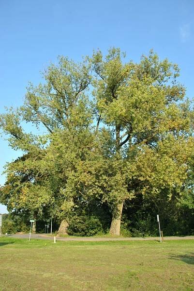 Populus ×canadensis 'Marilandica' | topol kanadský 'Marilandica' - Van den Berk školky