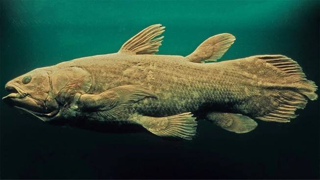 coelacanth