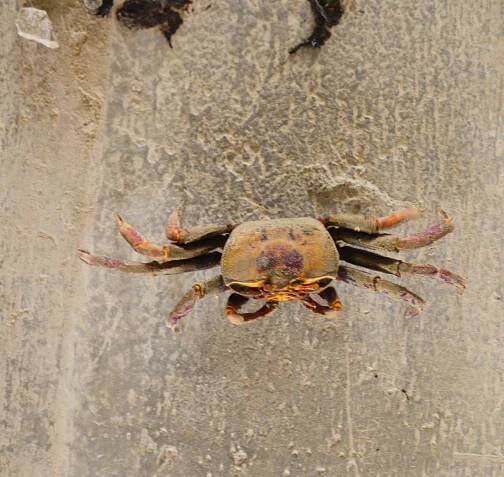 Krab
