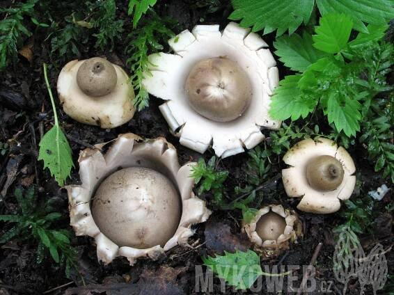Geastrum fimbriatum - hvězdovka brvitá - Mykoweb