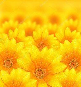 Stáhnout - Žlutá Kytka pozadí s rosou rekvizity, krásné přírodní koncept — Stock obrázek