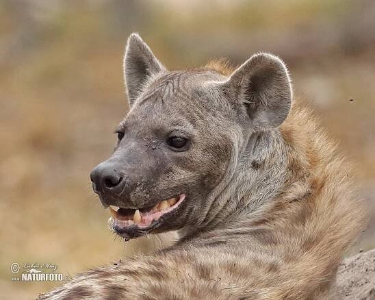 Hyena skvrnitá | Naturfoto.cz