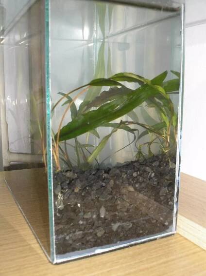 4. Cryptocoryne affinis