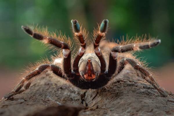 Why are tarantulas so hairy?