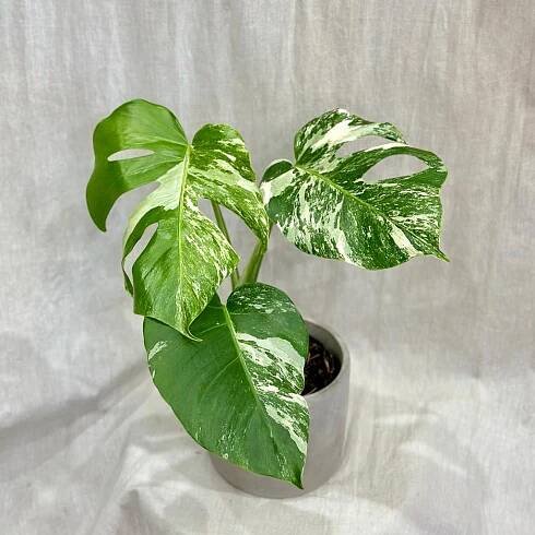 Monstera deliciosa ‘Albo-Variegata’ Ø 12 cm