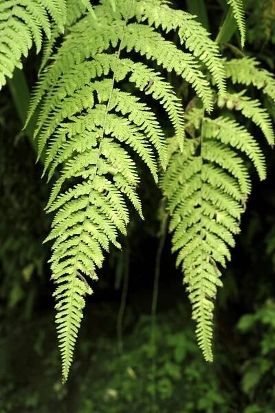 Karibik 2022, XI: Dominica | allcontinentsinonelife