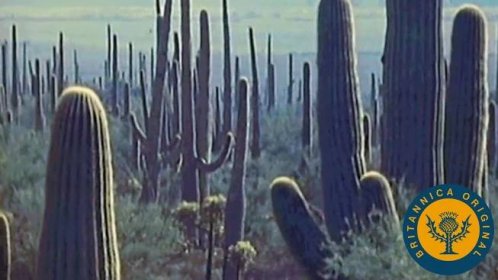 The plants and animals of the desert have developed ways of dealing with the harsh environment.