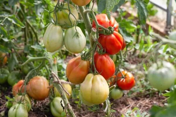 7 Secrets To Get More Tomatoes From Every Single Plant