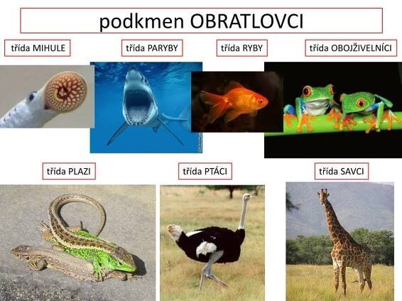 PPT - podkmen OBRATLOVCI PowerPoint Presentation, free download - ID:6428429