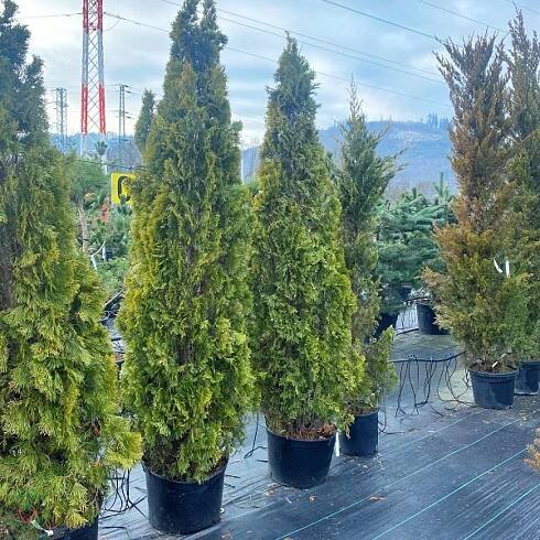 Tuje, cyprusovce a cyprušteky | zahradnici.sk 