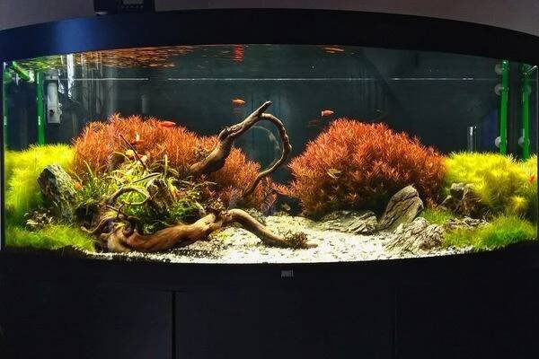 Aquascaping4you - Josef Kapal foto 1