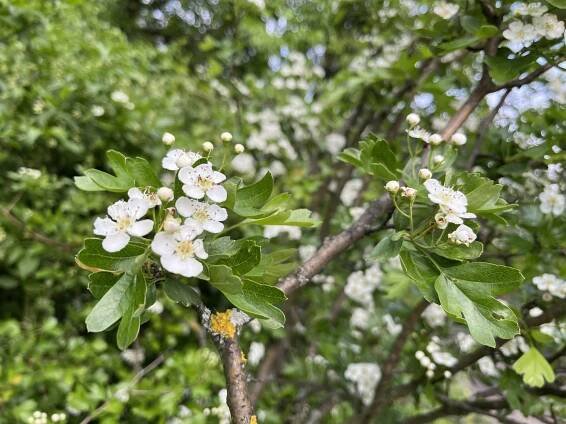 Hloh jednosemenný, (Crataegus monogyna)