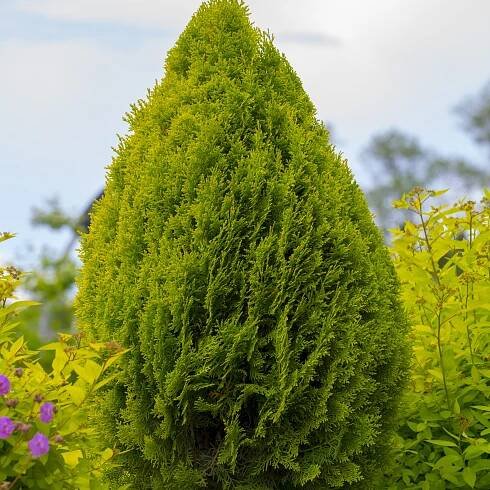 Východní tuja AUREA NANA Živočišná Platycladus Thuja Biota Sazenice P9
