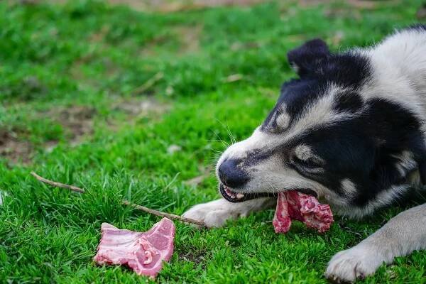 BARF für Hunde – Die Basics zur Rohfütterung