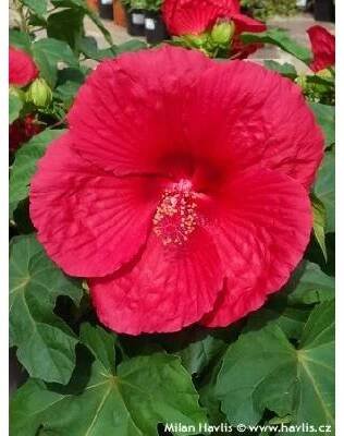 ibišek bahenní 'OAK RED' (Hibiscus moscheutos)