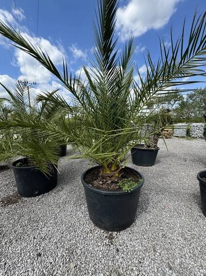 Kanárska palma (Phoenix canariensis) - palma zo špeciálnych plantáží