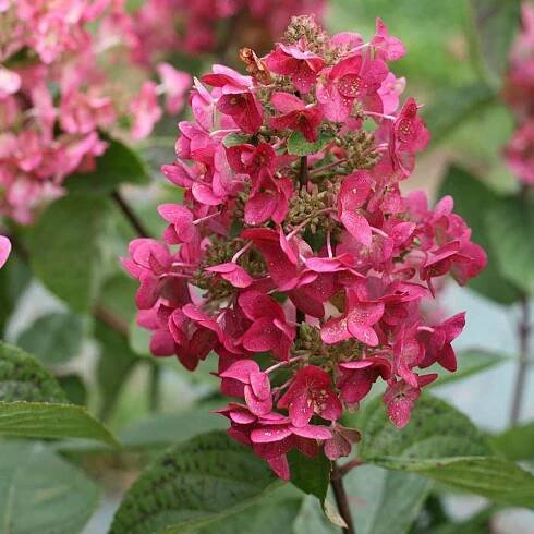 Hydrangea paniculata Mega Mindy