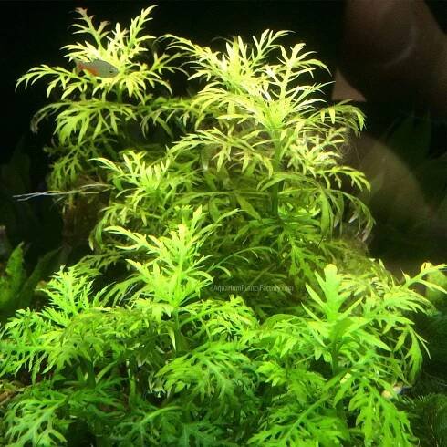 Hygrophila Difformis | Water Wisteria - Aquarium Plants Factory