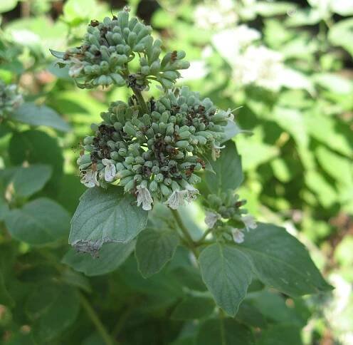 Pycnanthemum curvipes