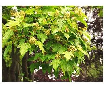 Acer ginnala Javor amurský - PRODEJ ROSTLIN