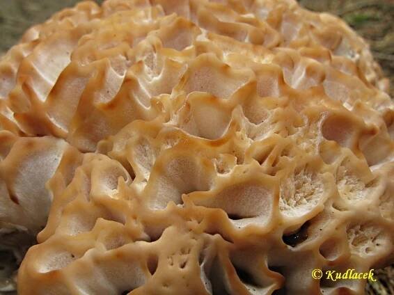 Obrázek - Sparassis nemecii (kotrč Němcův) | BioLib.cz