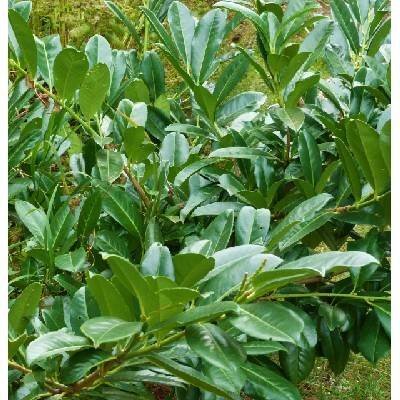 Bobkovišeň lékařská - Prunus laurocerasus "ROTUNDIFOLIA" SAZENICE - VYPRODÁNO