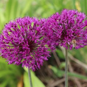 Česnek okrasný – Allium Purple Sensation – cibulky okrasného česneku
