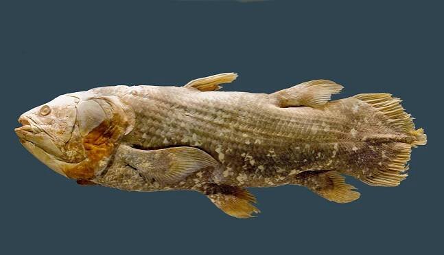 Fish’s DNA May Explain How Fins Turned Into Feet