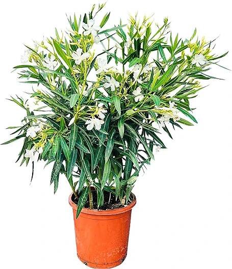 Sunny Tree - Rostlina - Oleandr- Nerium Oleander - Výška 80-100 cm - Barva bílá - Venkovní rostlina