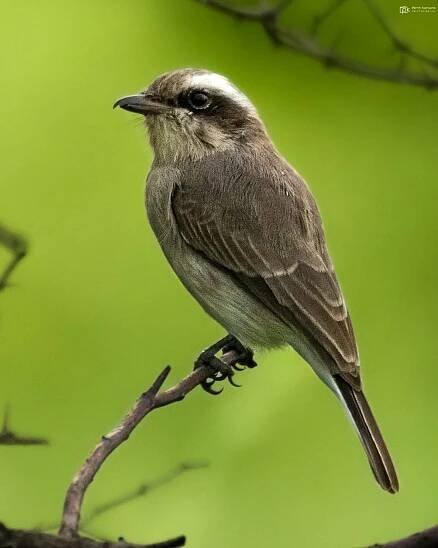 Tephrodornis