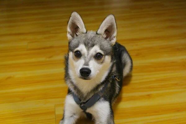 Alaskan Klee Kai - Puppies, Rescue, Pictures, Information, Temperament, Characteristics