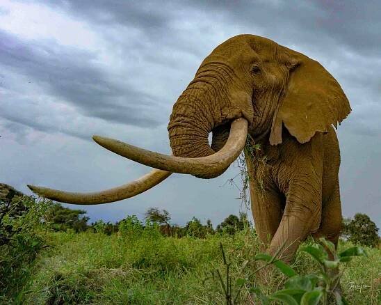 Super Tusker Just grabbing a snack
