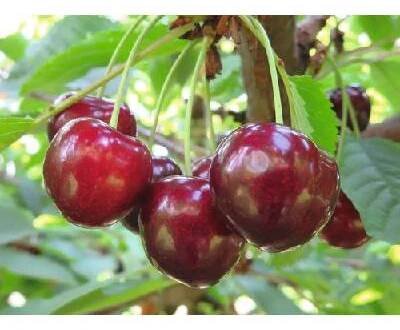 Třešeň terasová obecná BIO samosprašná FloraSelf Bio Prunus avium 'Sunburst' kmínek 40 cm celková výška cca 60-80 cm květináč 5 l
