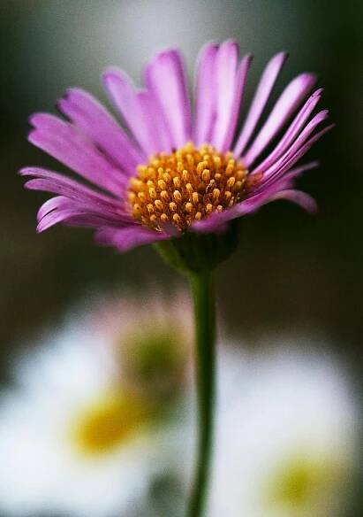 Zářivá Fialová Sedmikráska S Kapkami Rosy Detail · Základová fotografie zdarma